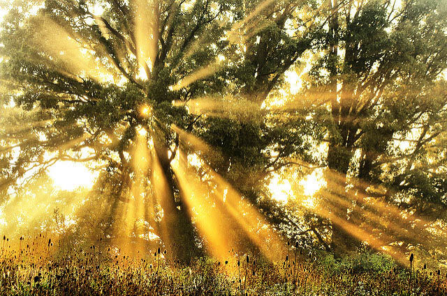 Biophilic lighting best sale